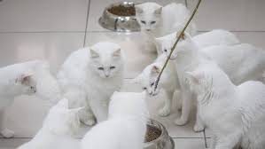 Maka angka 6.20 ditambah dengan 1.6 menjadi 7.8 baru kemudian ditambah dengan 8. Kucing Anggora Harga Ciri Asli Dan Cara Merawat