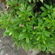 Image result for Talinum fruticosum