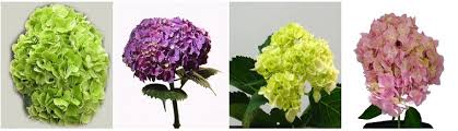 Maybe you would like to learn more about one of these? The 10 Best Options For Flower Delivery In Silver Spring Md 2021