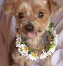 Yorkshire Terrier Puppies for Sale | Free Dog Listings