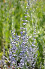 Image result for Perovskia atriplicifolia lacey blue lisslitt photo