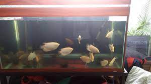 Benih ikan gurame unggulan akan mempengaruhi pertumbuhan dan hasil panen yang baik pula. Ikan Gurame Di Akuarium Youtube