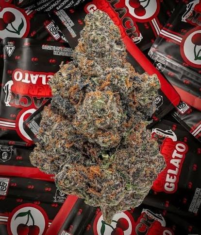black cherry gelato kaufen originale Backpack Boyz Verpackung 14g