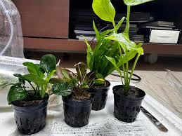 Image result for Rotala fontinalis