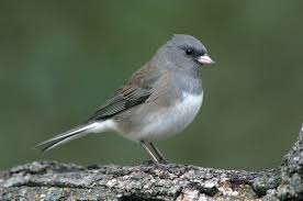 Gray Bird With White Stripes On Wings Dark Eyed Junco There Are More Than A Dozen Recognized Races Of The Dark Eyed Junco From The Most Basic Slate Gray Backyard Birds Pet Birds Beautiful Birds