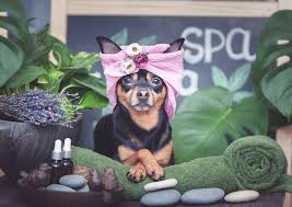 Willies grooming & petshop takes the time to give your dog or cat the spa treatment, and you'll love how attractive we can make. 5 Best Dog Grooming In Los Angeles Top Rated Dog Grooming