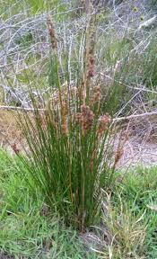 Image result for Juncus kraussii