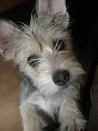 It is the only schnauzer classified as a terrier, and the only terrier that does not descend from the british isles. Who Rescued Who Wonderful Reciprocal Rescue Story Pitbull Terrier Terrier American Pitbull Terrier