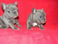 Find french bulldogs for sale in atlanta on oodle classifieds. 8 Animals Ideas French Bulldog Puppies French Bulldog Blue French Bulldog