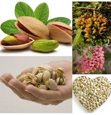 Check spelling or type a new query. Egrow 5pcs Pack Pistachios Seeds Garden Outdoor Nut Tree Fruit Tree Seeds Planting
