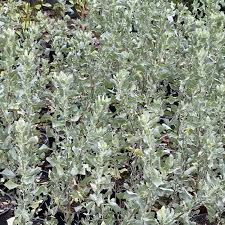 Image result for Atriplex halimus
