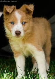 They respond to high level obedience training and make excellent frisbee dogs and farm workers. Nuts Never Never Land C Rainbow Choclate Sable Merle Blue Eyes Border Collie Male Www Markenborder Com I Love Dogs Bearded Collie Collie