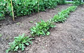 Rucola Anbauen So Wird S Gemacht Rucola Anbauen Pflanzen Garten Pflanzen