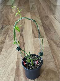Image result for Ceropegia haygarthii