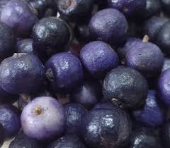 Image result for Eugenia malangensis