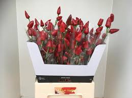 We are having (have) a barbecue on sunday. Tomorrow On The Rich Luxury Flowers By Rijk De Jongh Facebook