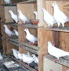 English Carrier Pigeon Vids | Pigeontype