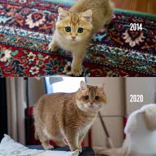 We do battle in the sphere of ideas and ideas only. Hosico Cat On Twitter Yearchallenge 10yearchallenge 2077