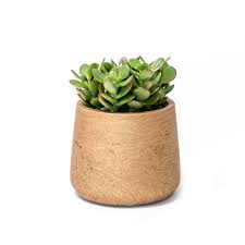 Explore a wide range of the best artificial desk plant on aliexpress to find one that suits you! Jade Plant Desk Plants
