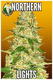 Pin On Cannabis Seeds