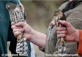Individual birds may require larger or smaller leg band sizes than listed. Sizing Up Sharp Shinned Hawks Birdnote
