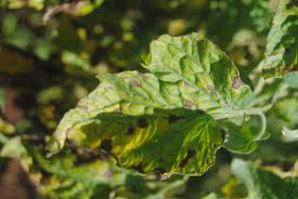 Image result for tomato seedling pseudomonas syringae pv tomato symptoms