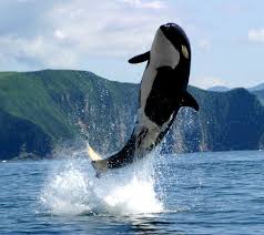 Orca In The Atlantic Ocean Fondos De Pantalla Gratis Para Samsung Galaxy Grand 2 Whale Ocean Creatures Water Animals