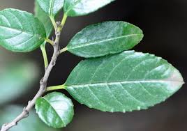 Image result for Rhamnus prinoides