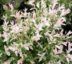 Its taken some decades to make its way to. Hakuro Nishiki Dappled Willow New Life Nursery