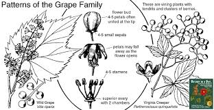 Image result for Vitaceae