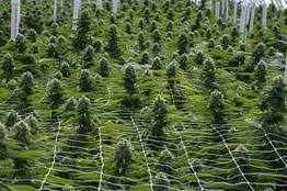 Zena – New Cannabis Ventures