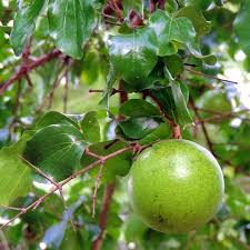 Image result for Strychnos innocua