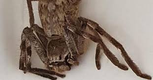 La fourmi la plus dangereuse au monde est la fourmi bouledogue (myrmecia pyriformis) que l'on trouve dans les régions côtières d'australie. Terrifiante Decouverte Pour Cathy Une Enorme Araignee Se Trouvait Dans Sa Douche Horrible Imaginez Qu Elle Tombe Sur Votre Epaule Photo