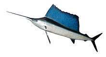 Sailfish Wikipedia