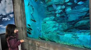 When is the best time to visit belo horizonte? Circuito Pampulha Noturno Tem Aquario Do Rio Sao Francisco