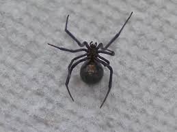 Wood piles are common sources of bites on humans where the spider bites the arms or abdomen of a person carrying wood into the house. Pennsylvania Woman Says She Freaked Out After Finding Black Widow Spider In Package Of Grapes Abc News