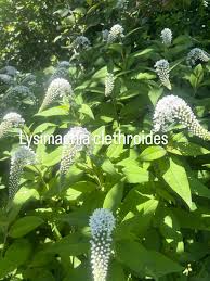 Image result for Lysimachia