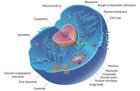 Animal cell parts functions and description. Mitochondria Animal Cell Definition