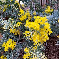 Image result for Acacia podalyriifolia