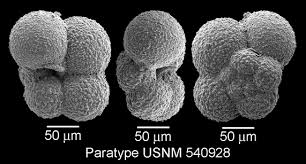 Image result for Micrargeriella