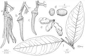 Image result for Xylopia lukei