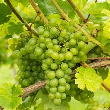 Image result for Vitis vinifera