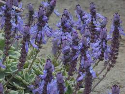 Image result for Coleus neochilus