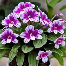 Image result for Streptocarpus glandulosissimus