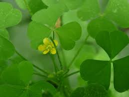 Oxalis can grow to be 4 to 12 inches tall and thrives in full sun or shade. Wood Sorrel Pictures Flowers Leaves Identification Oxalis Stricta
