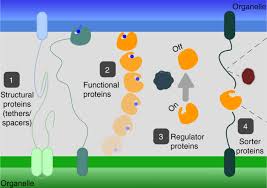 Separates contents of cell from its surroundings. Coming Together To Define Membrane Contact Sites Nature Communications