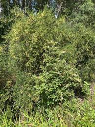 Image result for Itea rhamnoides
