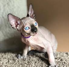 Most hairless cat owners keep their cats indoors to protect their skin and use sunscreen hairless cat breeds present definite care challenges for their owners, such as dealing with the oils on the skin. 30 Adorable Sphynx Photos To Change Every Sphynx Haters Mind Bored Panda