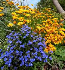Image result for Anchusa capensis