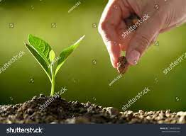 Farmer S Hand Planting Seeds In Soil Ad Sponsored Hand Farmer Planting Soil Plants Planting Seeds Soil
